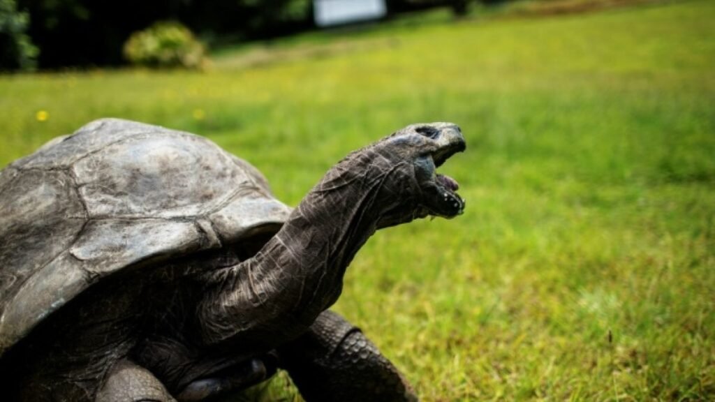 Jonathan la tortue : 200 ans et un génome qui intrigue
